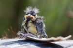 Blue Tit (cyanistes Caeruleus) Fledgling Stock Photo