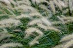 Grass Flowers Stock Photo