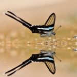 Colorful Butterfly Stock Photo