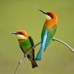 Chestnut-headed Bee-eater Stock Photo