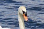 The Portrait Of The Thoughtful Father-swan Stock Photo