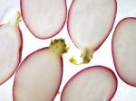 Radish Slices On Ice  Stock Photo