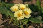 Primula Stock Photo