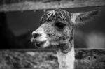 Alpaca In A Field. Black And White  Stock Photo