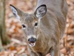 Beautiful Background With A Cute Wild Deer Eating In Forest Stock Photo