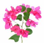 Pink Bougainvillea Flowers Isolated On White Background Stock Photo