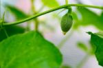 After Flowering Is Developing A Small Stock Photo