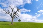 Dead Tree Stock Photo