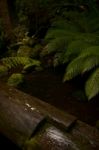 Horseshoe Falls In Mount Field National Park Stock Photo