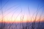 Back Light  Flower Grass Stock Photo