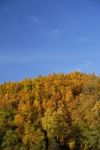 Autumn Forest Stock Photo