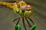 Portrait Of A Dragonfly Stock Photo