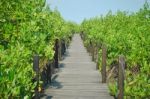 Mangrove Forest With Wooden Bridge Stock Photo