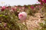 Lonely Buttercup Stock Photo