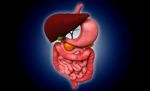 Human Digestive System Stock Photo