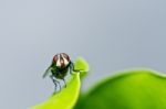 Fly In Leaf Stock Photo