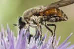 Bombylius Major Stock Photo