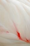 Greater Flamingo Feathers Stock Photo