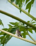 Caribbean Elaenia Stock Photo