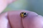 Ladybird Stock Photo