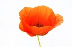 Red Poppy Stock Photo