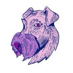 Bingley Terrier Head Etching Color Stock Photo