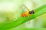 Fruit Or Flower Flies Stock Photo