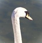 Beautiful Isolated Photo Of A Mute Swan In Water Stock Photo