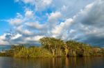Amazonian Rainforest. Laguna Grande, National Park Cuyabeno. Ecu Stock Photo