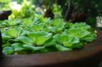 Beautiful Green Leaves Stock Photo