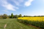 Rape In The Essex Countryside Stock Photo