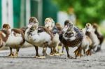 Duck Brood Stock Photo