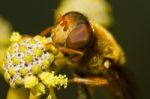 Orange Hoverfly Stock Photo