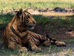 Bengal Tiger Lying On Field Stock Photo