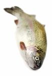 Rainbow Trout Stock Photo