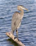 Picture With A Great Blue Heron Standing On A Log Stock Photo