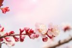 Cherry Blossom With Soft Focus, Sakura Season Background Stock Photo