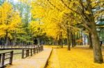 Autumn With Ginkgo Tree In Nami Island, Korea Stock Photo