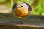 One Legged Robin Stock Photo