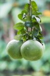 Grapefruit Stock Photo