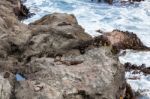 New Zealand Fur Seal (arctocephalus Forsteri) Stock Photo