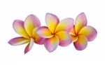 Frangipani Flowers Stock Photo