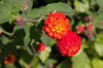 Close-up Of  A Flowering Lantana Stock Photo