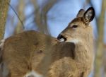 Beautiful Isolated Picture Of A Cute Wild Deer In The Forest Stock Photo