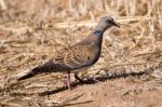 Turtle Dove Stock Photo