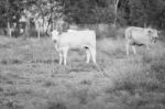 Country Cows Stock Photo