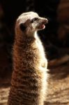 Meercat Stock Photo