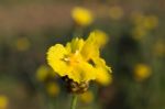 
Xyridaceae Beautiful Field Full Of Yellow Macro For Details Stock Photo