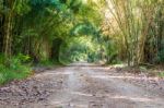 Road Through Tunnel Of Bamboo Tree Forest Stock Photo