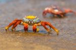 Sally Lightfoot Crab On Galapagos Islands Stock Photo